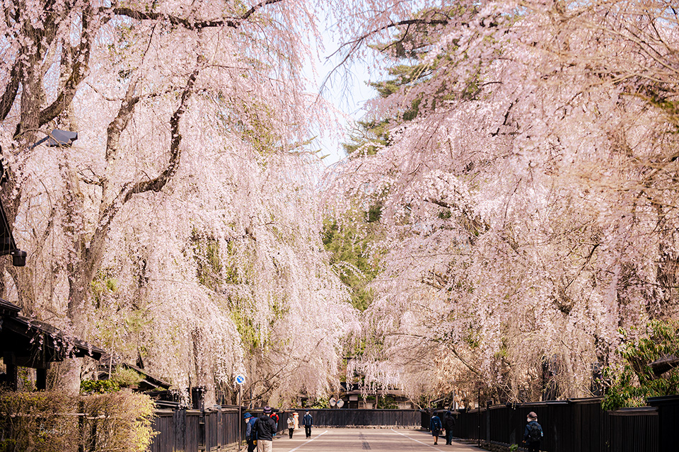 角館武家屋敷通りと枝垂れ桜